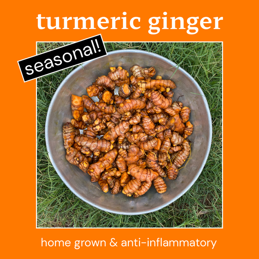 Turmeric Ginger Kombucha *Seasonal*