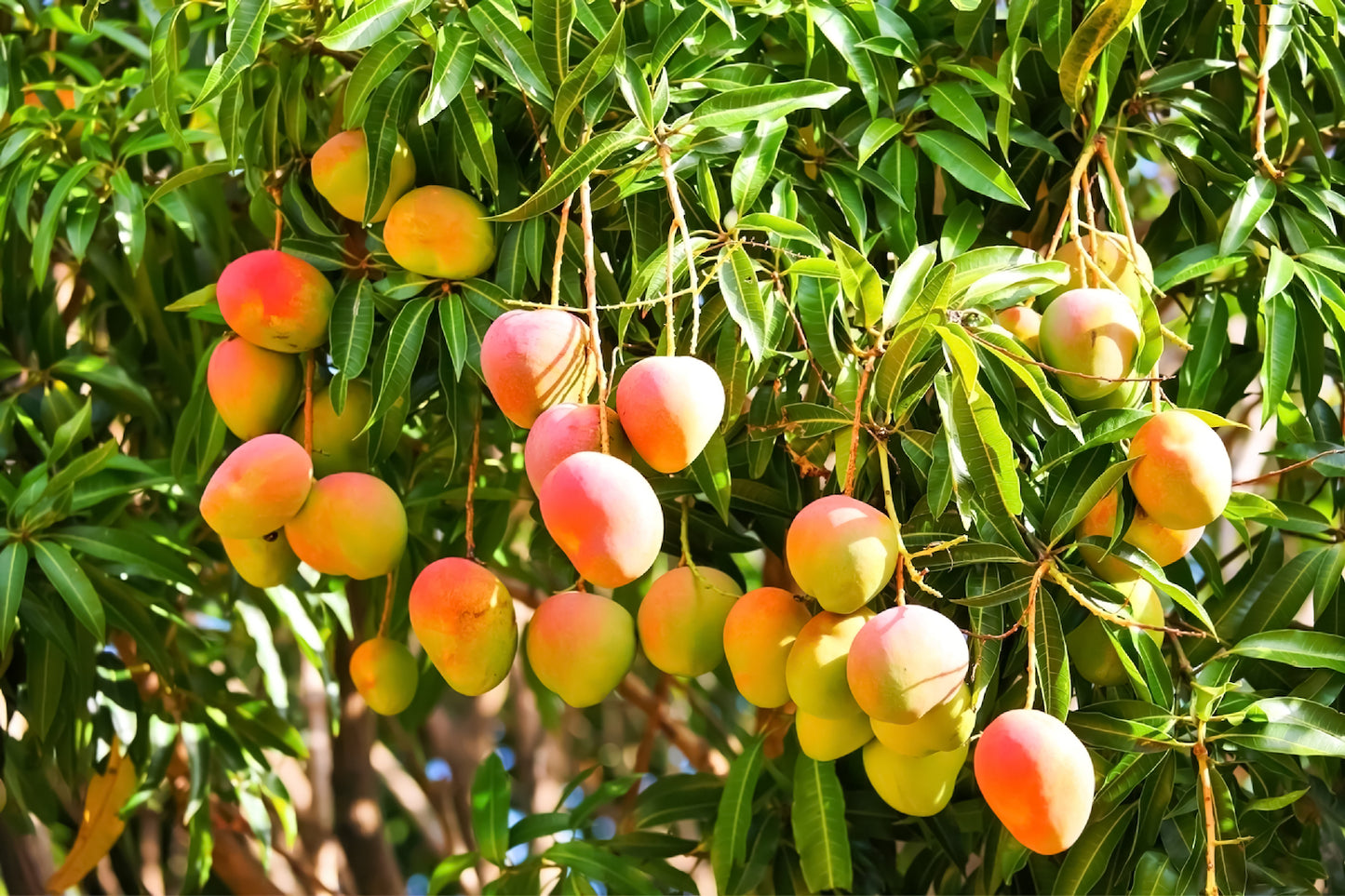 Mango Kombucha *Seasonal*