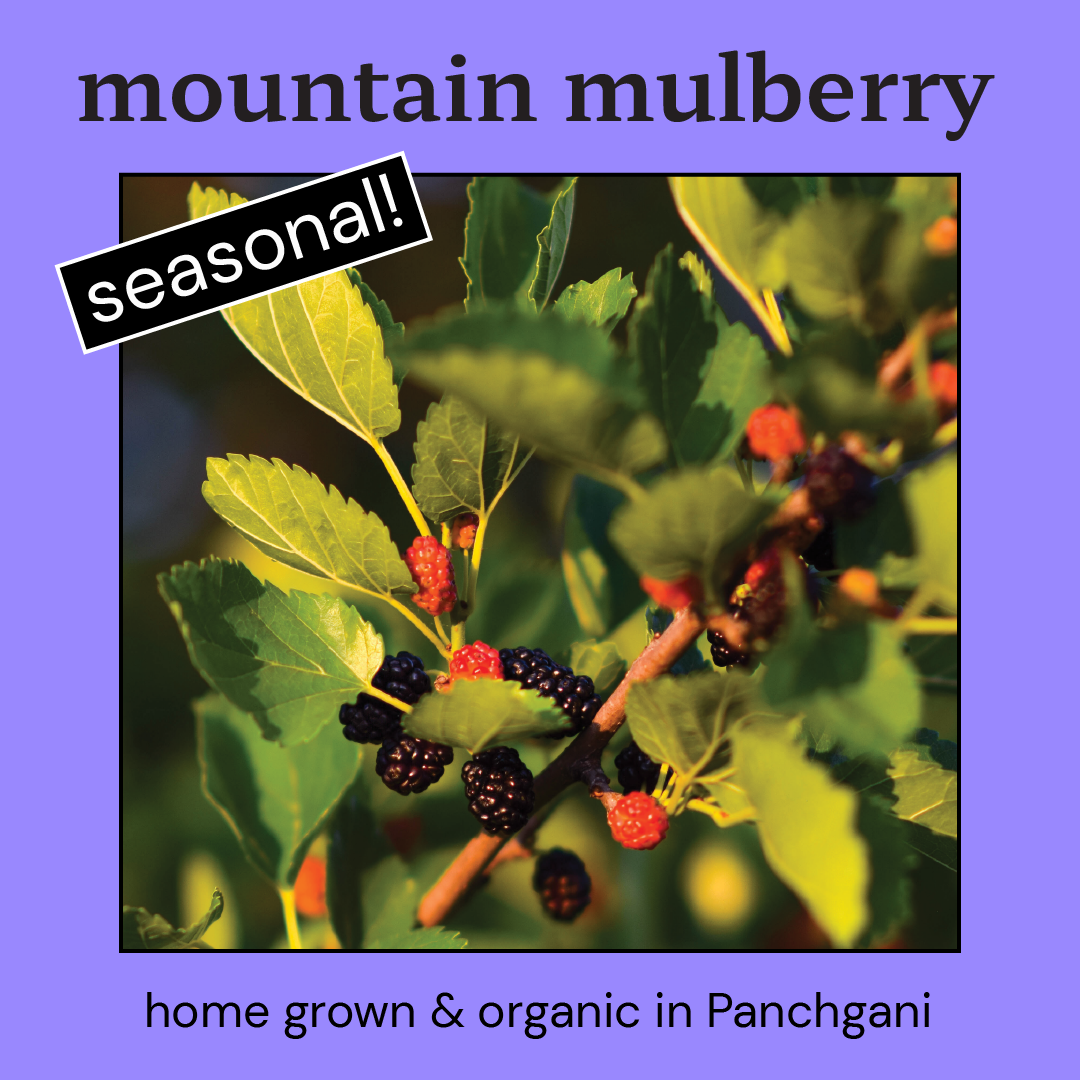 Mulberry Kombucha *Seasonal*