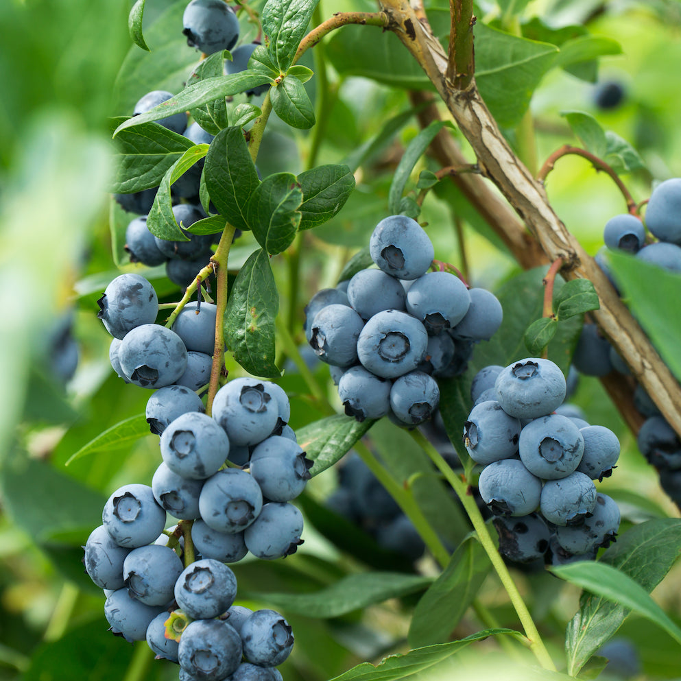 Blueberry Kombucha