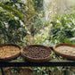 Espresso Kombucha